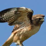09SB7247 Red-tailed Hawk